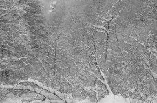 Sous la neige et la grisaille en Chartreuse