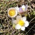 Plus belle fleur des alpes ? (anémone pulsatille)