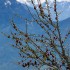 Fleurs de mélèze