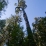 Approche dans la luxuriante forêt du sud