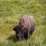 Buffalo - Yellowstone