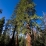 Red Tree en montant a Half Dome