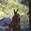 Wildlife - Yosemite Valley 