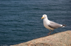 Otter Cliff : une mouette s'approche dangereusement de notre picnic... 