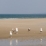 Mouettes et pêcheur sur un banc de sable à Crane Beach