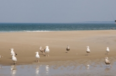 Mouettes et pêcheur sur un banc de sable à Crane Beach