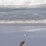 Beaucoup d'oiseaux sur cette plage (qui est une réserve naturelle) dès que l'on s'éloigne de l'unique point d'entrée pour plusieurs km de sable fin...