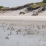 Beaucoup d'oiseaux sur cette plage (qui est une réserve naturelle) dès que l'on s'éloigne de l'unique point d'entrée pour plusieurs km de sable fin...