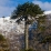 Araucaria, fabuleux arbre millénaire du Chili 