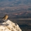 Faune à plume à la Sainte Victoire