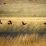 Oiseaux autour du lac Jahuacocha