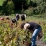 Vendanges en maconnais