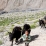 Jeune Ladakhi menant ses Yaks