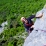 Rochers de Nugues 