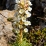 Saxifrage des pyrénées