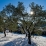 Neige à Sisteron